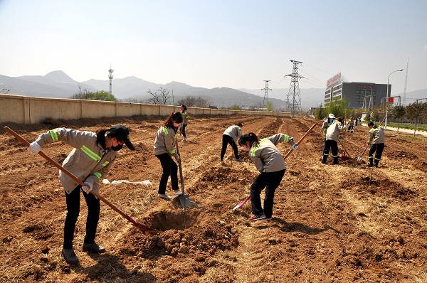 富平公司：植树造林为公司再添新绿